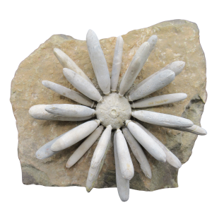 Jurassic Club Urchin - Asterocidaris bistriata from Morocco #22
