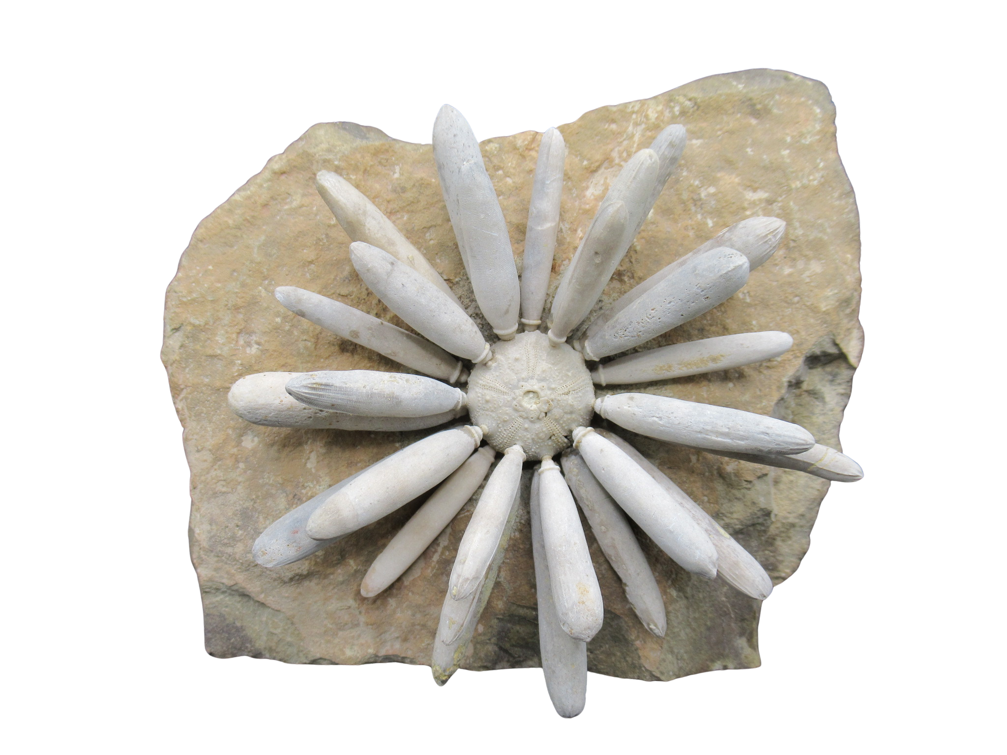 Morocco Jurassic Asterocidaris bistriata Club Urchin 22 | Fossils for Sale