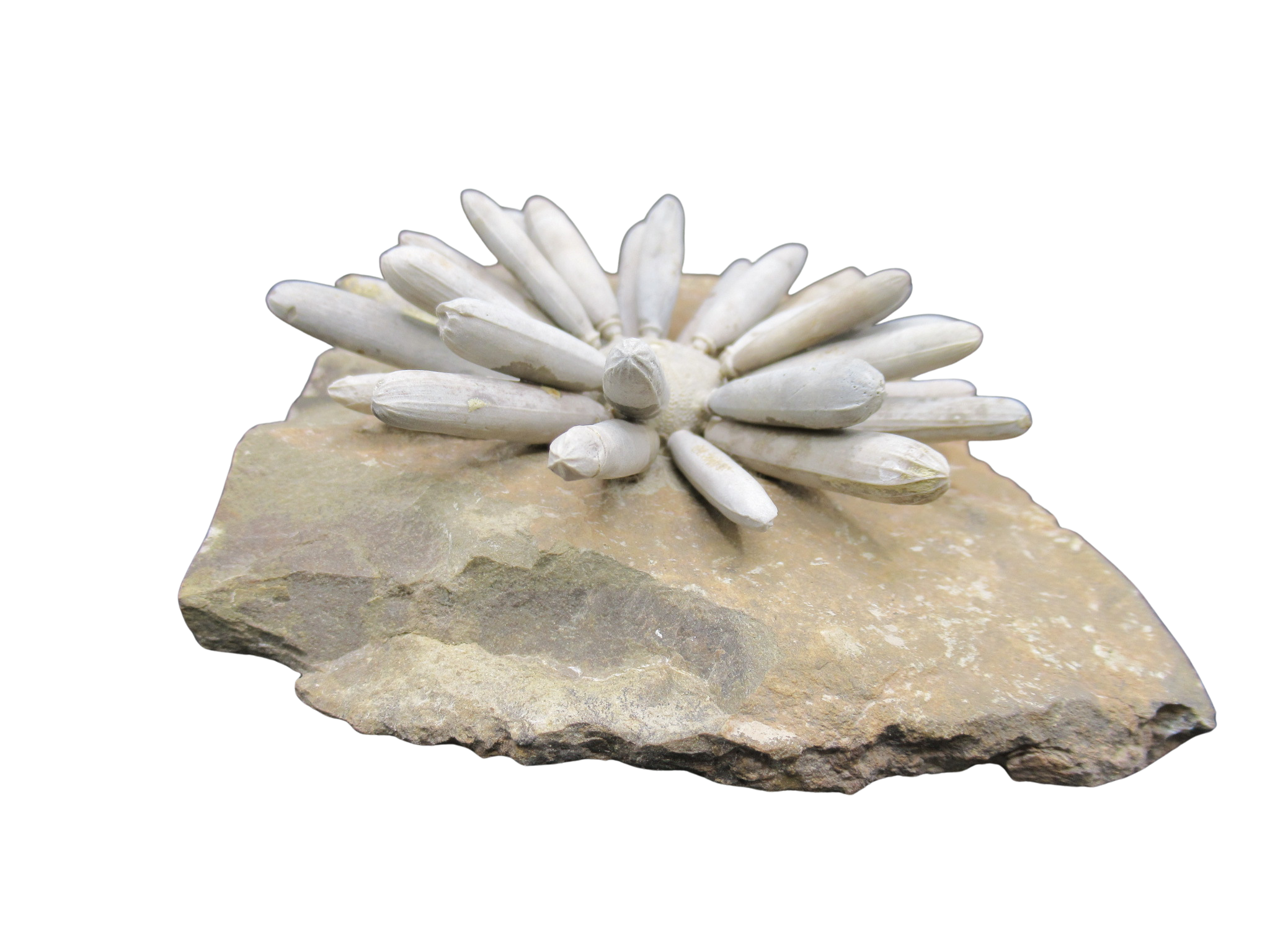 Morocco Jurassic Asterocidaris bistriata Club Urchin 22b | Fossils for Sale