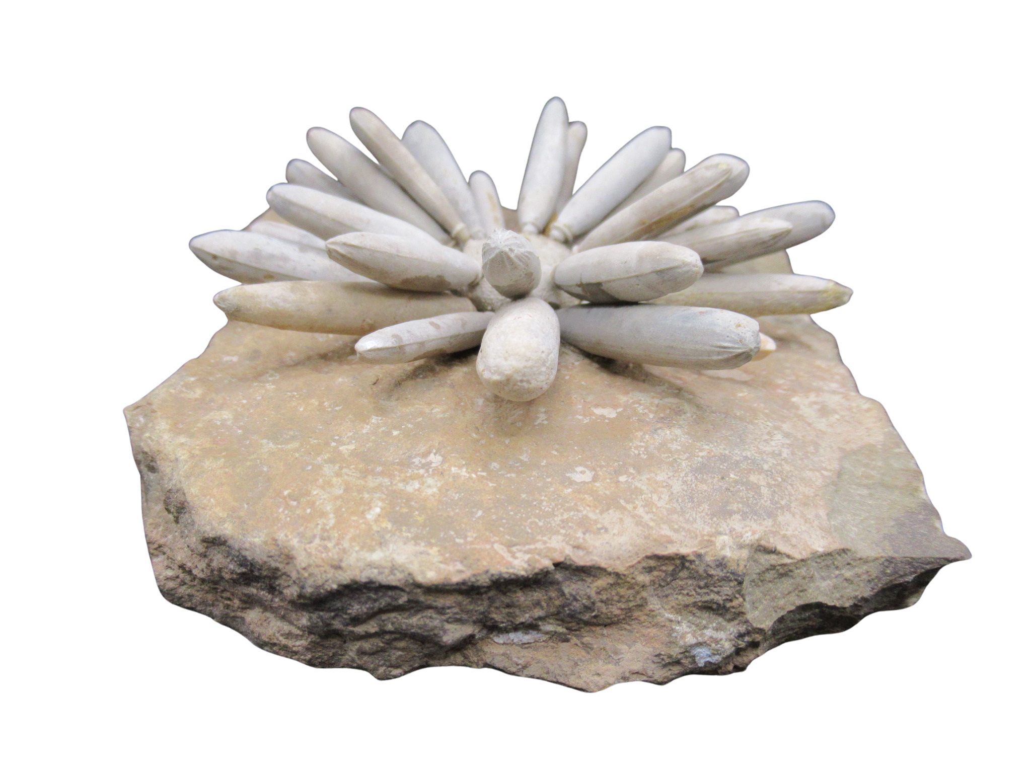 Morocco Jurassic Asterocidaris bistriata Club Urchin 22d | Fossils for Sale