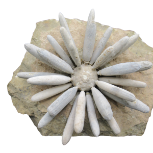 Jurassic Club Urchin - Asterocidaris bistriata from Morocco #23