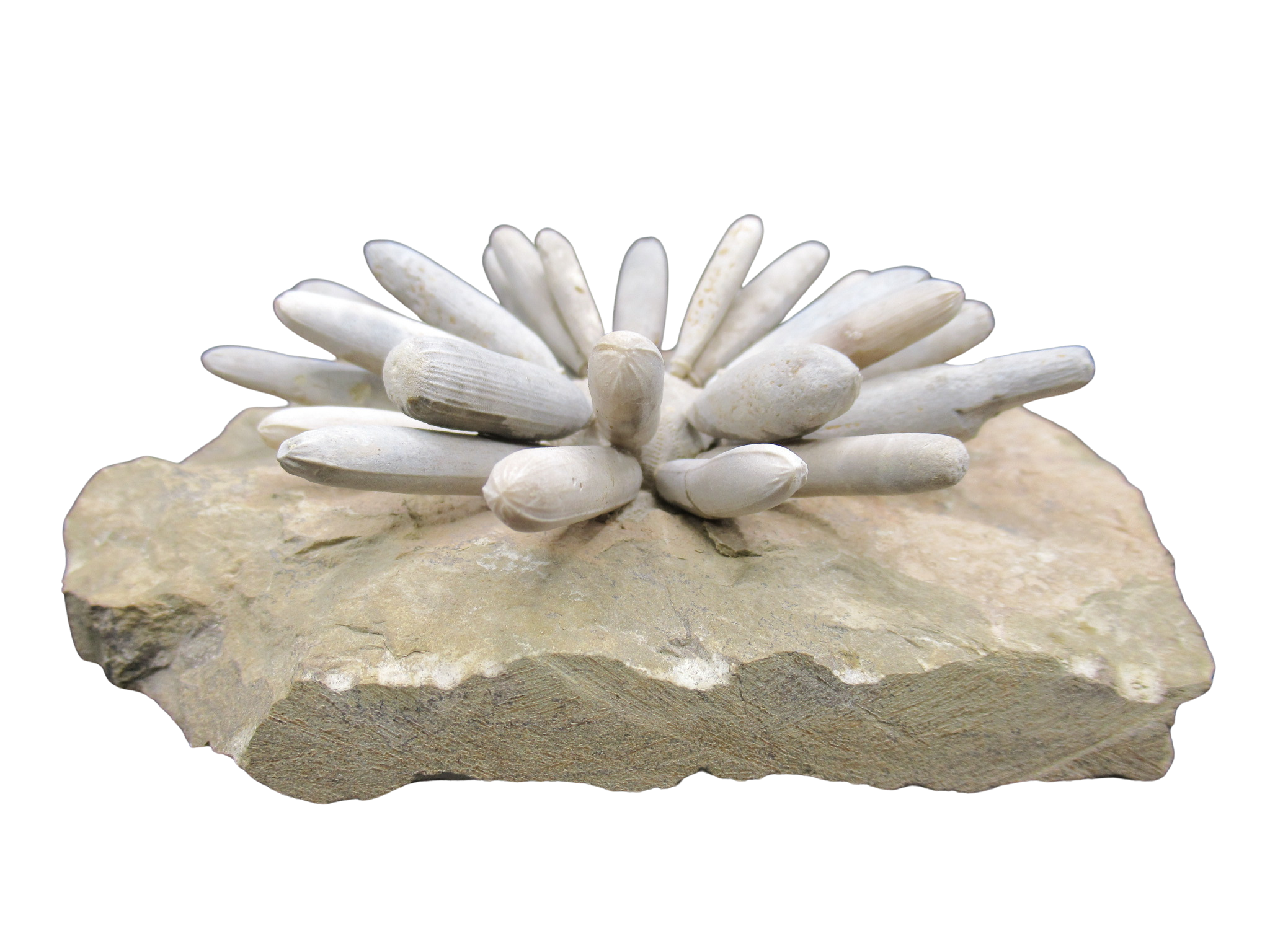 Morocco Jurassic Asterocidaris bistriata Club Urchin 23a | Fossils for Sale