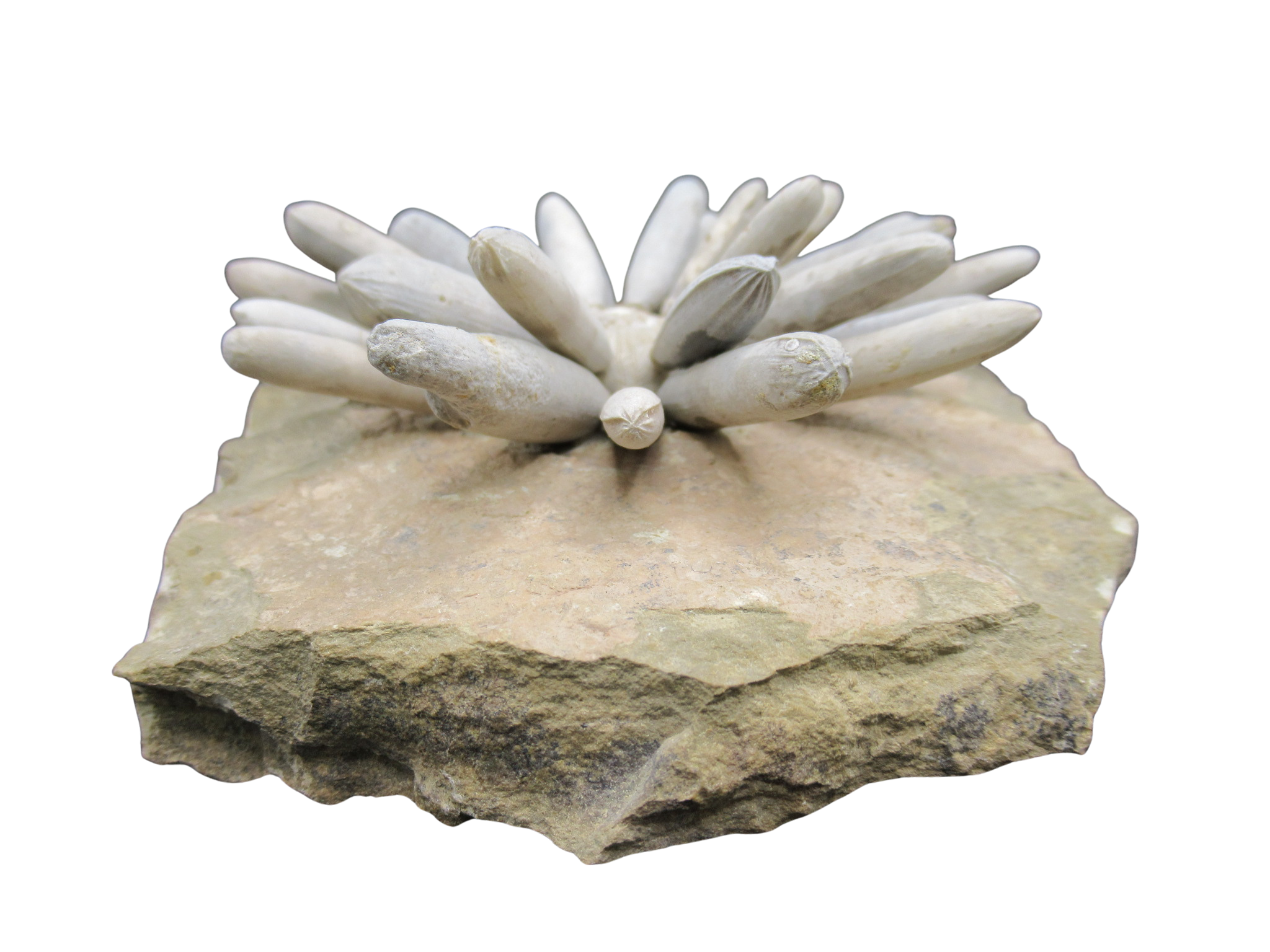 Morocco Jurassic Asterocidaris bistriata Club Urchin 23b | Fossils for Sale
