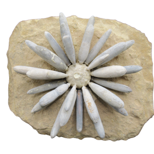 Jurassic Club Urchin - Asterocidaris bistriata from Morocco #24