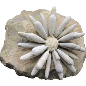 Jurassic Club Urchin - Asterocidaris bistriata from Morocco #26