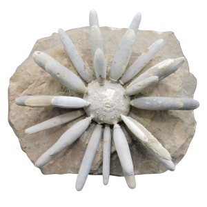 Jurassic Club Urchin - Asterocidaris bistriata from Morocco #27