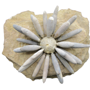 Jurassic Club Urchin - Asterocidaris bistriata from Morocco #29