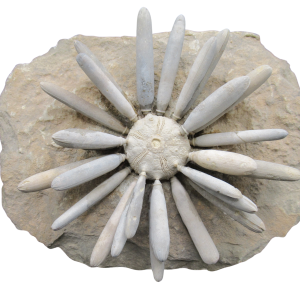 Jurassic Club Urchin - Asterocidaris bistriata from Morocco #30