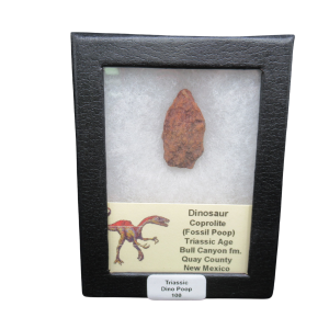 Triassic Age Dinosaur Coprolite from Bull Canyon Formation New Mexico 100c | Fossils for Sale