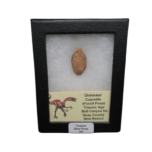 Triassic Age Dinosaur Coprolite from Bull Canyon Formation New Mexico 101c | Fossils for Sale