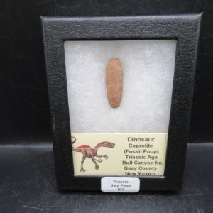 Triassic Age Dinosaur Coprolite from Bull Canyon Formation New Mexico 102c | Fossils for Sale