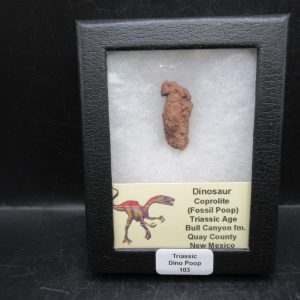Triassic Age Dinosaur Coprolite from Bull Canyon Formation New Mexico 103c | Fossils for Sale