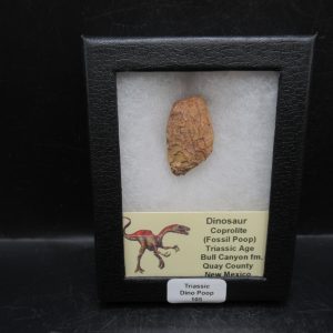 Triassic Age Dinosaur Coprolite from Bull Canyon Formation New Mexico 105c | Fossils for Sale