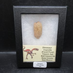 Triassic Age Dinosaur Coprolite from Bull Canyon Formation New Mexico 106c | Fossils for Sale