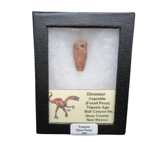 Triassic Age Dinosaur Coprolite from Bull Canyon Formation New Mexico 109c | Fossils for Sale