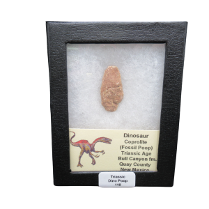 Triassic Age Dinosaur Coprolite from Bull Canyon Formation New Mexico 110c | Fossils for Sale
