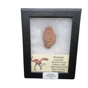 Triassic Age Dinosaur Coprolite from Bull Canyon Formation New Mexico 111c | Fossils for Sale