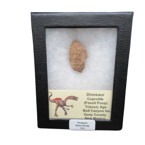 Triassic Age Dinosaur Coprolite from Bull Canyon Formation New Mexico 112c | Fossils for Sale