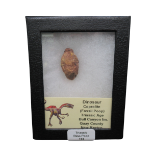 Triassic Age Dinosaur Coprolite from Bull Canyon Formation New Mexico 113c | Fossils for Sale