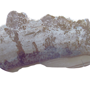 Triassic Cotham Marble Stromatolite from England 31 | Fossils for Sale Genuine Triassic Age Cotham Marble Stromatolite Fossil for Sale from England #31