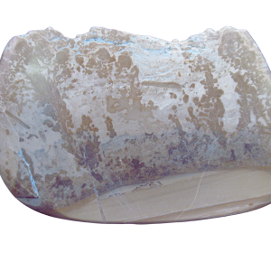 Triassic Cotham Marble Stromatolite from England 32 | Fossils for Sale Genuine Triassic Age Cotham Marble Stromatolite Fossil for Sale from England #32