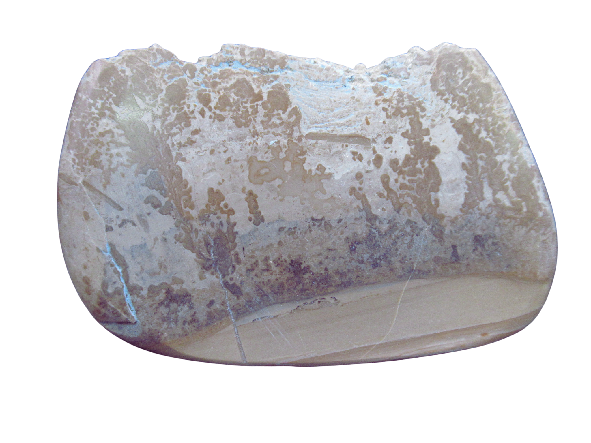 Triassic Cotham Marble Stromatolite from England 32 | Fossils for Sale Genuine Triassic Age Cotham Marble Stromatolite Fossil for Sale from England #32
