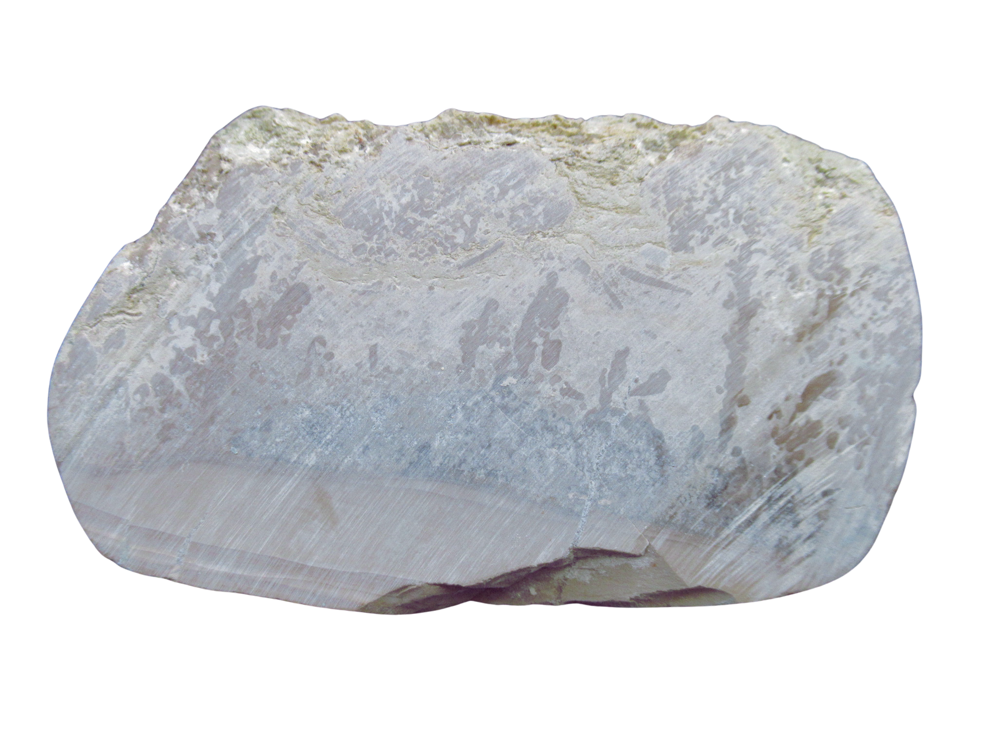 Triassic Cotham Marble Stromatolite from England 32a | Fossils for Sale Genuine Triassic Age Cotham Marble Stromatolite Fossil for Sale from England #32a