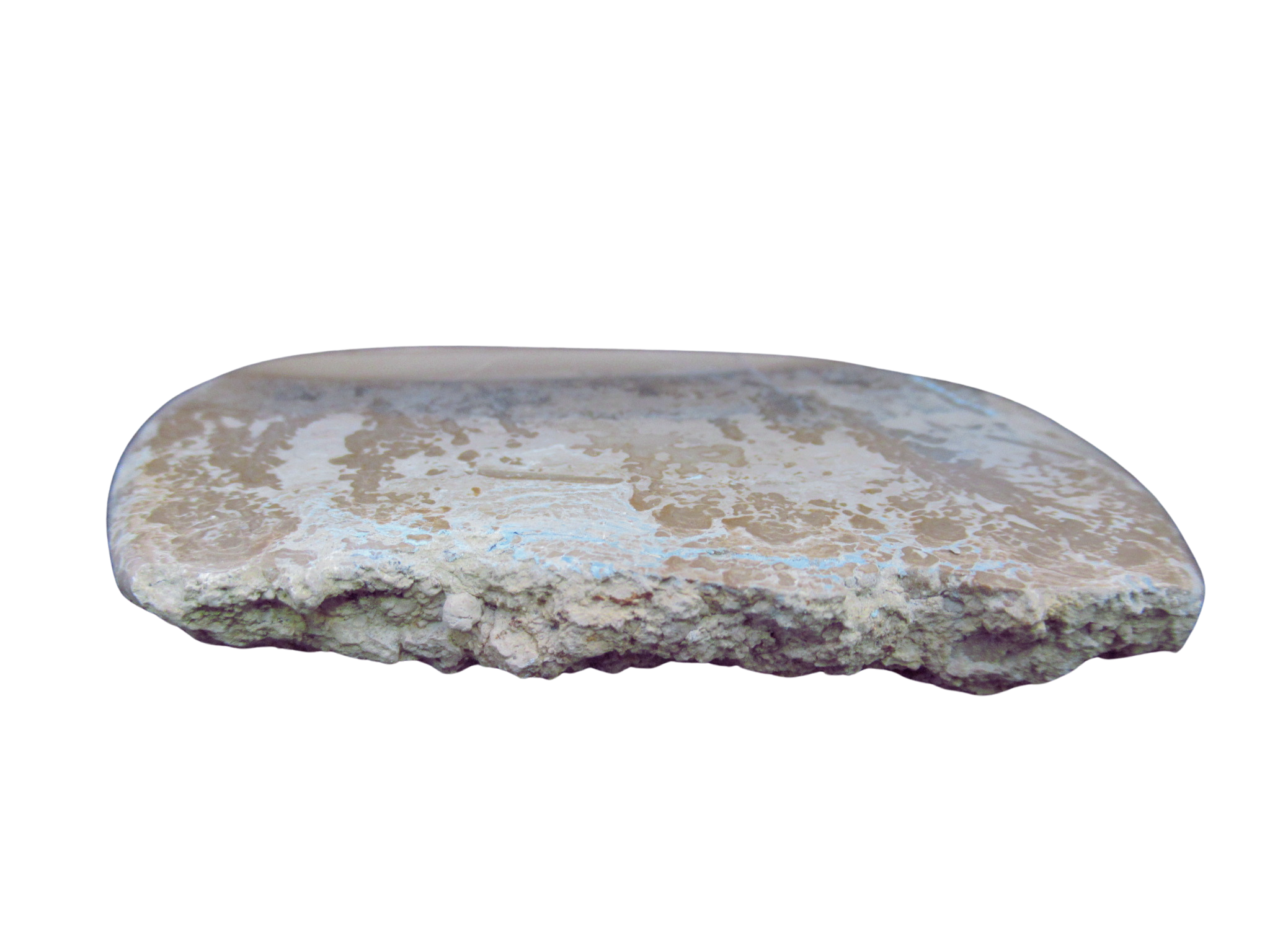 Triassic Cotham Marble Stromatolite from England 32b | Fossils for Sale Genuine Triassic Age Cotham Marble Stromatolite Fossil for Sale from England #32b