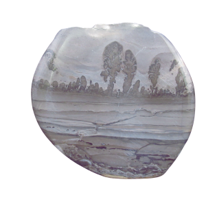 Triassic Cotham Marble Stromatolite from England 33 | Fossils for Sale Genuine Triassic Age Cotham Marble Stromatolite Fossil for Sale from England #33
