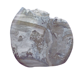Triassic Cotham Marble Stromatolite from England 36 | Fossils for Sale Genuine Triassic Age Cotham Marble Stromatolite Fossil for Sale from England #36