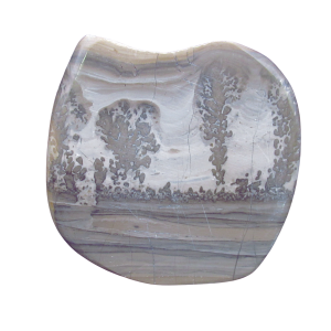 Triassic Cotham Marble Stromatolite from England 37 | Fossils for Sale Genuine Triassic Age Cotham Marble Stromatolite Fossil for Sale from England #37