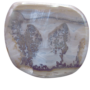 Triassic Cotham Marble Stromatolite from England 39 | Fossils for Sale Genuine Triassic Age Cotham Marble Stromatolite Fossil for Sale from England #39