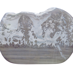 Triassic Cotham Marble Stromatolite from England 40 | Fossils for Sale Genuine Triassic Age Cotham Marble Stromatolite Fossil for Sale from England #40