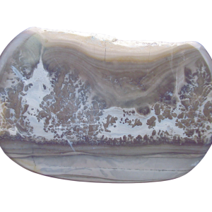 Triassic Cotham Marble Stromatolite from England 41 | Fossils for Sale Genuine Triassic Age Cotham Marble Stromatolite Fossil for Sale from England #41