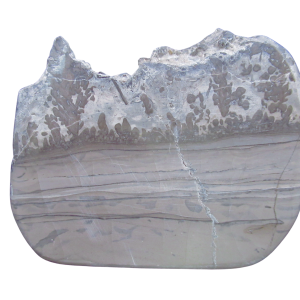 Triassic Cotham Marble Stromatolite from England 43 | Fossils for Sale Genuine Triassic Age Cotham Marble Stromatolite Fossil for Sale from England #43