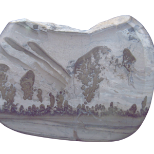 Triassic Cotham Marble Stromatolite from England 45 | Fossils for Sale Genuine Triassic Age Cotham Marble Stromatolite Fossil for Sale from England #45
