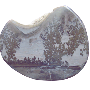 Triassic Cotham Marble Stromatolite from England 46 | Fossils for Sale Genuine Triassic Age Cotham Marble Stromatolite Fossil for Sale from England #46