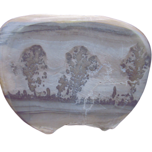 Triassic Cotham Marble Stromatolite from England 47 | Fossils for Sale Genuine Triassic Age Cotham Marble Stromatolite Fossil for Sale from England #47