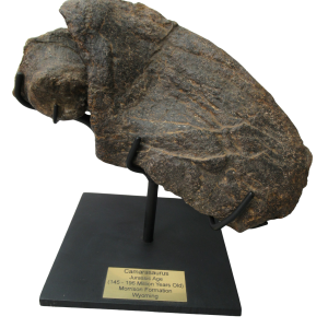 Camarasaurus Dinosaur Claw