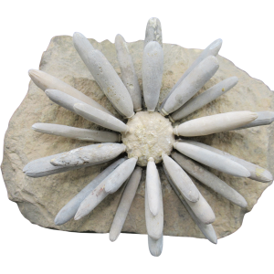 Jurassic Club Urchin - Asterocidaris bistriata from Morocco #19