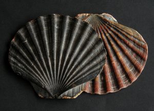 By Manfred Heyde - Own work, CC BY-SA 3.0, https://commons.wikimedia.org/w/index.php?curid=5411332 | Fossils for Sale Pecten and Turritella