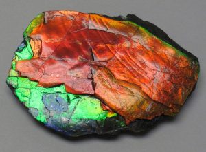 Ammolite_from_Placenticeras_fossil_ammonite_Alberta | Fossils for Sale Ammolite Ammonite