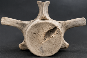 Bitten Whale Vertebra Image