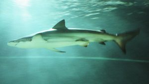 By Robert Nyman - Shark in Kelly Tarlton | Fossils for Sale's Antarctic Encounter and Underwater World in Auckland, CC BY 2.0, https://commons.wikimedia.org/w/index.php?curid=10044337 Carcharhinus brachyurus