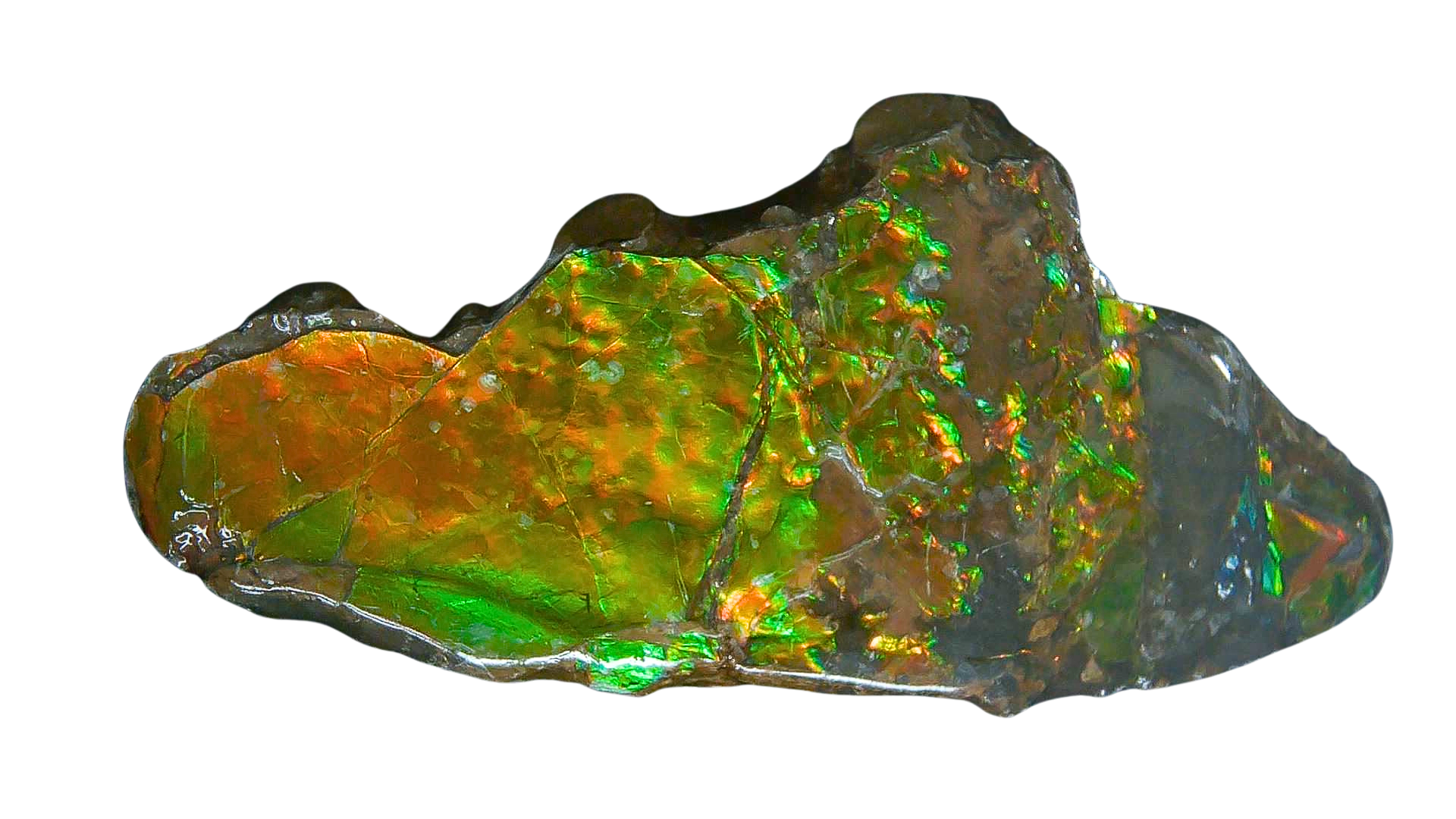 Canada Gem Ammolite Ammonite Polished Specimen 19 | Fossils for Sale Genuine Cretaceous Age Gem Ammolite Ammonite Polished Specimen Fossil for Sale from Canada #19