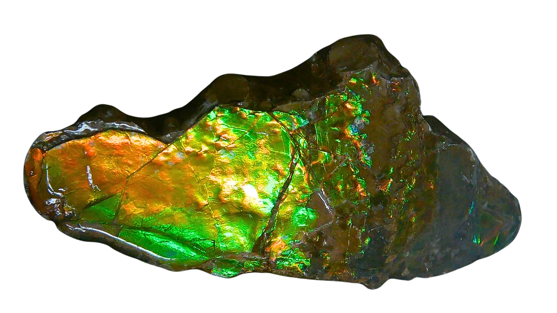 Canada Gem Ammolite Ammonite Polished Specimen 19a | Fossils for Sale Genuine Cretaceous Age Gem Ammolite Ammonite Polished Specimen Fossil for Sale from Canada #19a