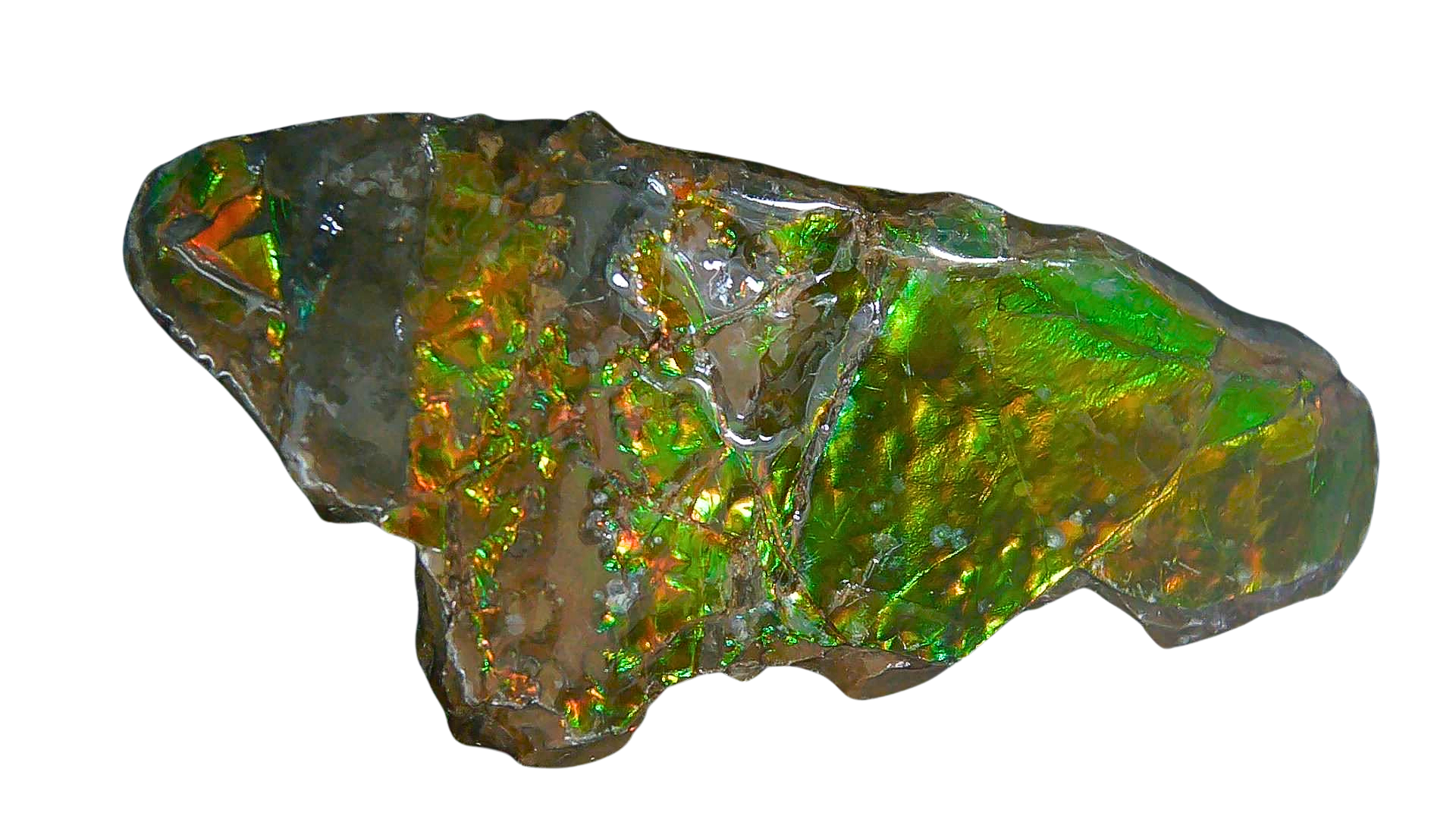 Canada Gem Ammolite Ammonite Polished Specimen 19b | Fossils for Sale Genuine Cretaceous Age Gem Ammolite Ammonite Polished Specimen Fossil for Sale from Canada #19b