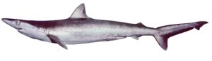 By CSIRO National Fish Collection - http://www.fishesofaustralia.net.au/home/species/1951, CC BY 3.0, https://commons.wikimedia.org/w/index.php?curid=25596002 | Fossils for Sale Carcharhinus macloti