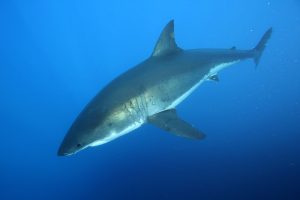 Carcharodon hastalis