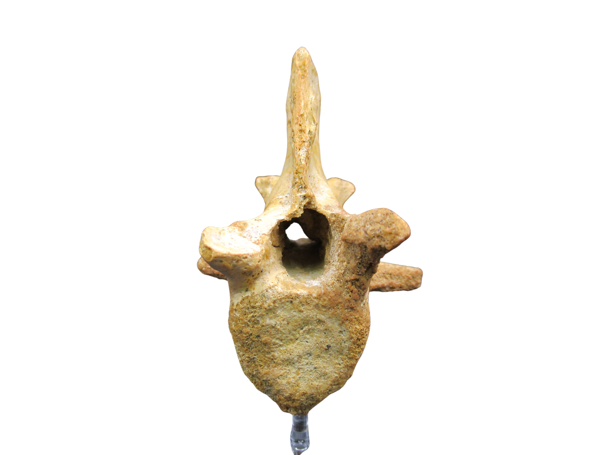 Kemkemia Spinosaurid or Crocodyliformes? Bone from Morocco